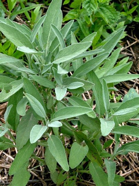 salvia seeds indoors